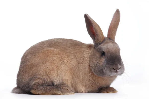 Red rabbit on a white background — Stock Photo, Image