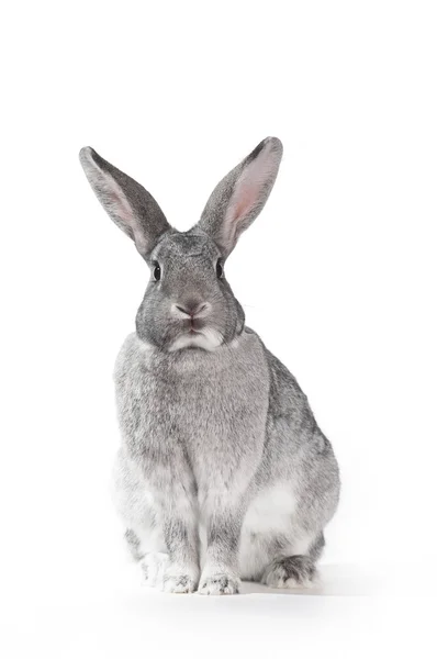 Grå kanin på en vit bakgrund Royaltyfria Stockfoton