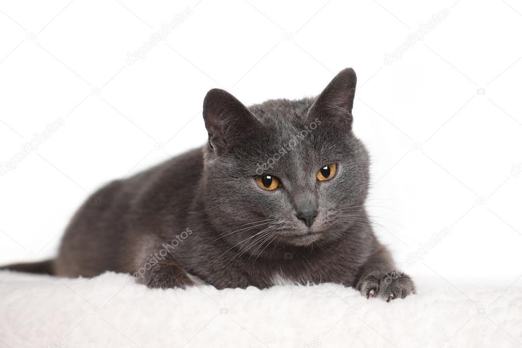 Le Chat Gris Avec Des Yeux Cuivres Photographie Zarraza79