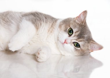 Gri beyaz kedi