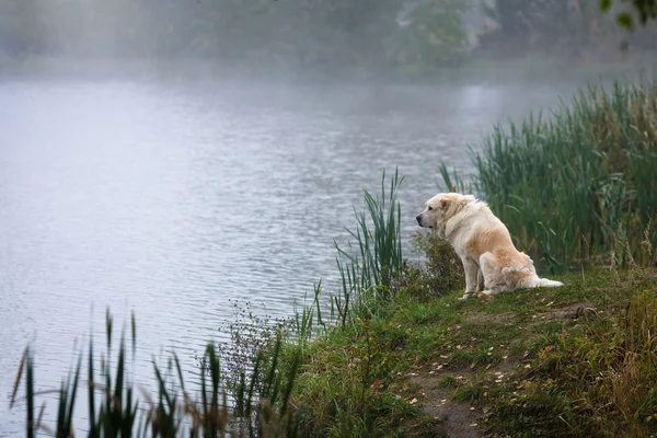 川のほとりに孤独な犬 — ストック写真