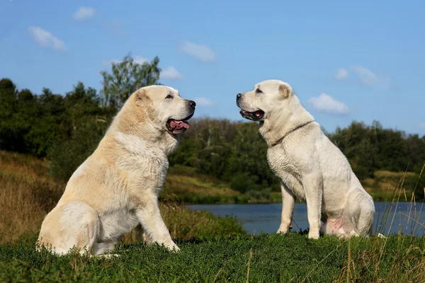 Kaksi suurta koiraa istuu vieressä. — kuvapankkivalokuva