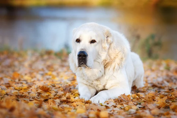 The dog is lying on yellow leaves Stock Picture