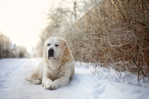 Hunden ligger på snö Stockfoto