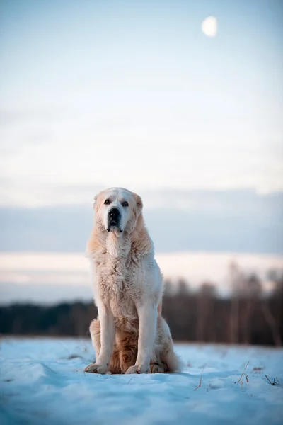 O cão senta-se na neve Fotografia De Stock