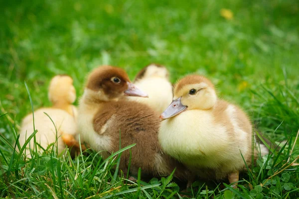 Little yellow ducklings — Stock Photo, Image