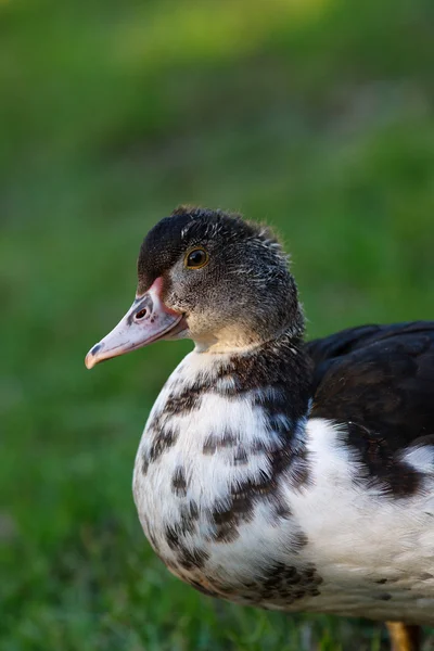 Retrato de un pato moscovita — Foto de Stock