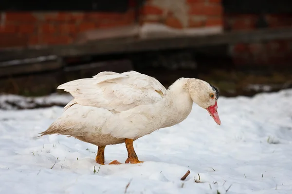 Moskauer Ente im Schnee — Stockfoto