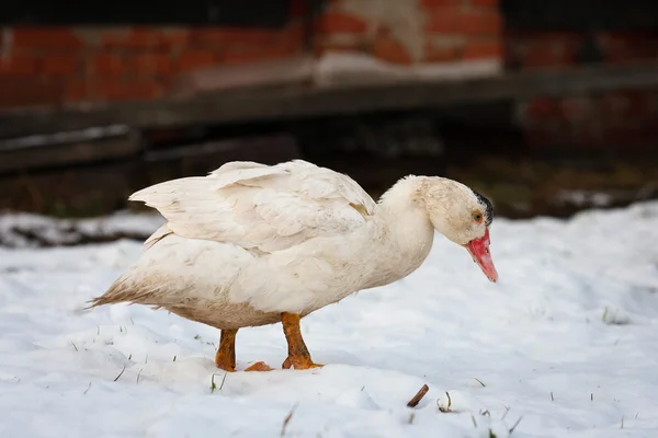 Pato de mostarda na neve Fotografias De Stock Royalty-Free