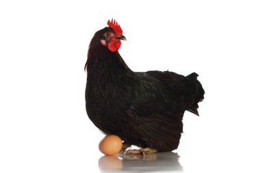 Siyah tavuk yumurta üzerinde oturan