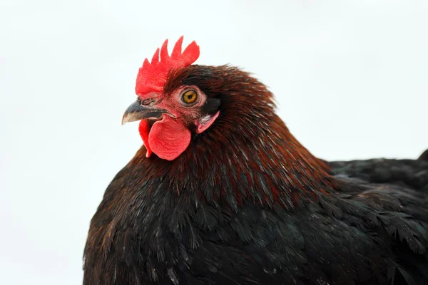 Cabeza de pollo negro — Foto de Stock