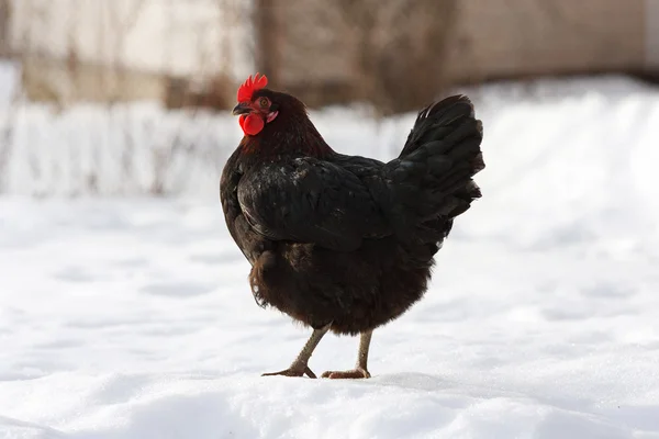 Svart höna i snön Stockbild