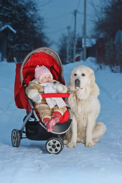 Bir kız ile bir köpek tekerlekli sandalyede — Stok fotoğraf