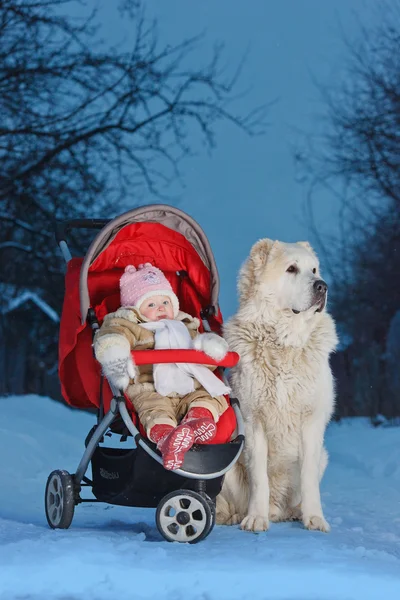 Bir kız ile bir köpek tekerlekli sandalyede — Stok fotoğraf