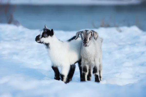 The two male goats Stock Image