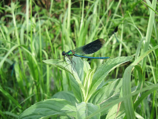 Schwarze Libelle — Stockfoto