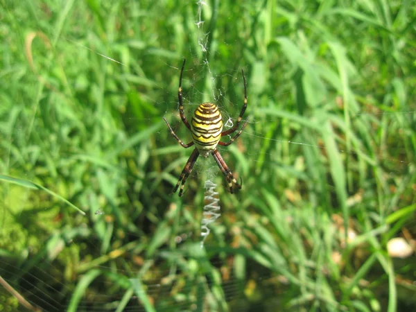 Guêpe araignée sur la toile — Photo