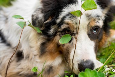 Avustralyalı bir çoban köpeği bir dalın içinden kameraya bakıyor.