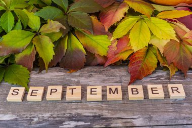 Sonbahar kompozisyonu, üst manzara. Tahta arka planda yaprakları olan mektuplar, Eylül kelimesi.