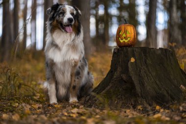 Sonbahar ormanının arka planında oyuncak, parlak bir balkabağıyla bir kütüğün yanında oturan Avustralya çoban köpeği görüldü.