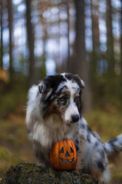 Sonbahar ormanının arka planında oyuncak bir balkabağı, portre, eğilmiş, başka yöne bakan bir Avustralya çoban köpeği görüldü.