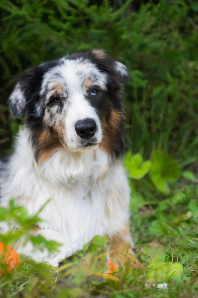 Australian shepherd dog lies on the background of a green forest