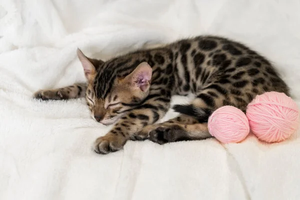 Kırmızı Benekli Bir Kedi Yavrusu Pembe Bir Iplik Yumağıyla Beyaz — Stok fotoğraf