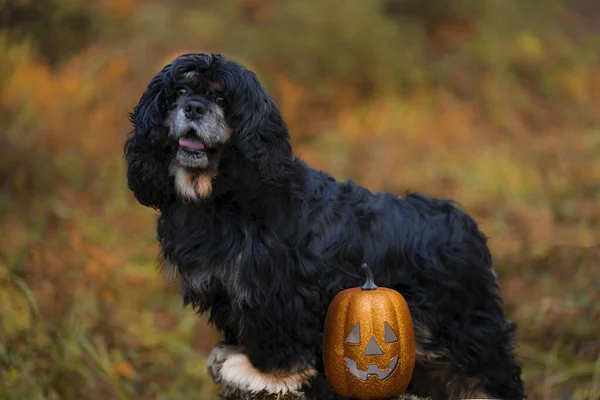 黒い犬のコッカー スパニエル秋の森の背景におもちゃの光沢のあるカボチャ — ストック写真