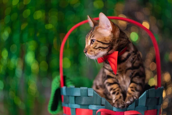 Bengálská Kočka Sedící Zeleném Vánočním Koši Zeleném Pozadí Červenou Mašlí — Stock fotografie