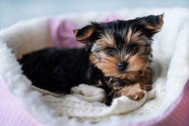 Küçük bir köpek yavrusu yatakta yatıyor.