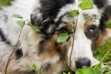 Avustralya çoban köpeğinin portresi çimenlerde yatıyor.