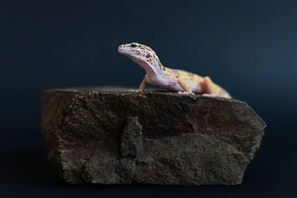Em um grande pódio de pedra senta-se um lagarto — Fotografia de Stock