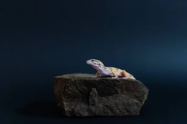 На большом каменном подиуме сидит ящерица — стоковое фото
