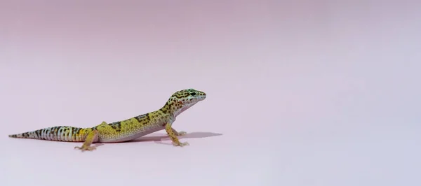 Baner, Lampart gecko na różowym tle, widok z boku — Zdjęcie stockowe