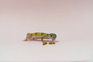 Pembe arka planda leopar kertenkelesi, solucanları yiyor.