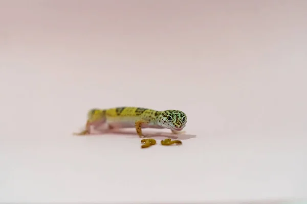 Leopard gecko on a pink background, eating mealworms — Stock Photo, Image