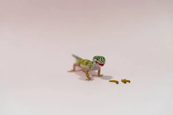 Gecko léopard sur fond rose, manger des vers de farine — Photo