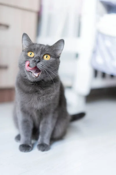 The British shorthair cat looks directly into the camera, licks its lips, sits in the home room — Stock Photo, Image