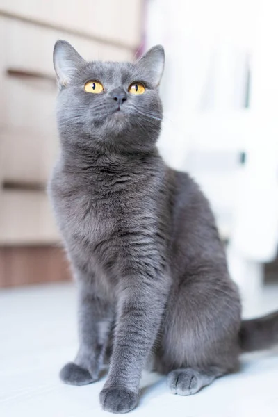 Britânico shorthair gato olha para cima, senta-se no quarto em casa — Fotografia de Stock