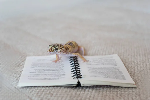 Kleine hagedis eublefar leest een boek Rechtenvrije Stockfoto's