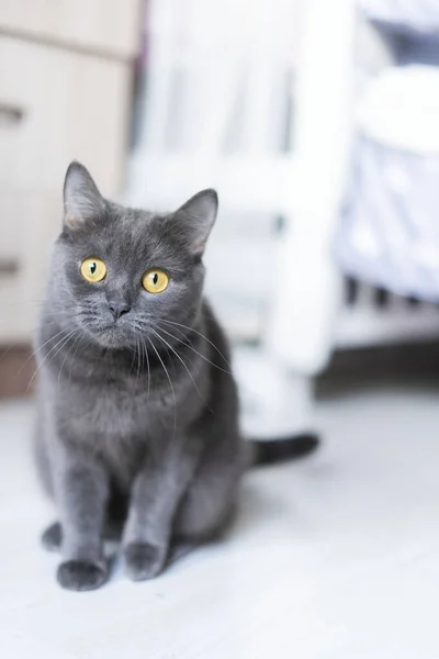 Britský krátkosrstý kocour se podívá přímo do kamery, sedí v domácím pokoji — Stock fotografie