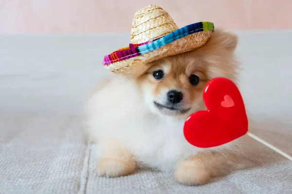 Hasır şapkalı, kırmızı kalpli bir Pomeranian. Stok Resim