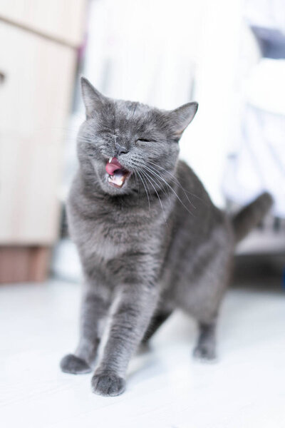 目を閉じて家の部屋に座っている英国の短髪の猫 — ストック写真