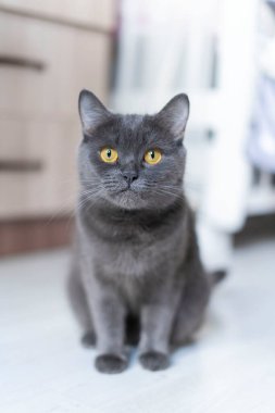 İngiliz Shortair Cat doğrudan kameraya bakar ve sınıfında oturur.