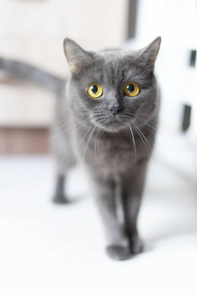 영국 산짧은 고양이는 카메라를 직접 보고 는 거실에 앉아 있습니다 — 스톡 사진