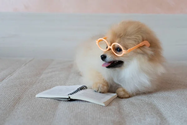 ポメラニアの犬は眼鏡と開いている本でソファに横たわっています — ストック写真