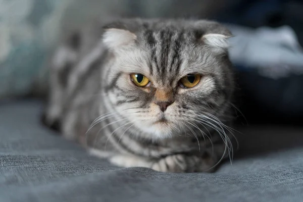 Scottish fold cat, κάθεται στο δωμάτιο σπίτι — Φωτογραφία Αρχείου