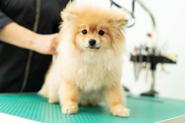 Pomeranya Pomeranya tımarı, arapsaçı tarama