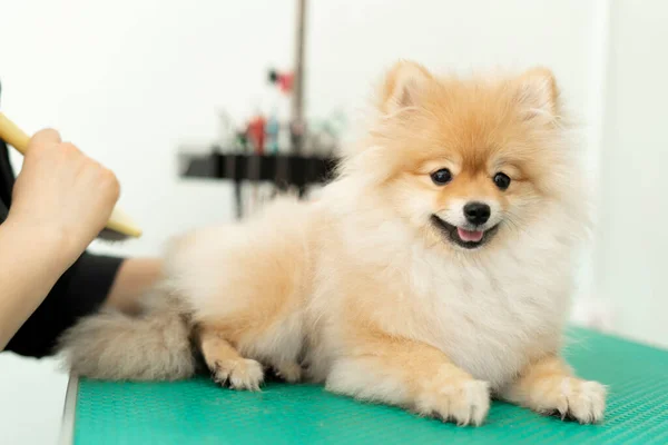 Pomeranian Pomeranian grooming, uitkammen van de wirwar Rechtenvrije Stockafbeeldingen