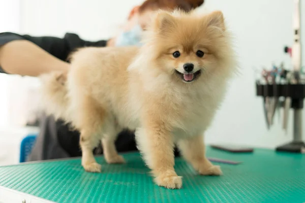 Pomeranian Pomeranian grooming, combing out the tangles — Stock Photo, Image